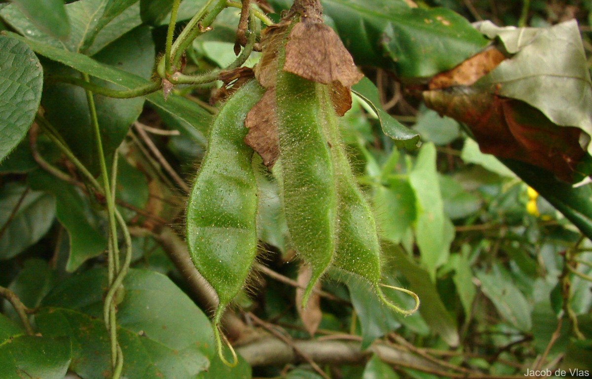 Cajanus heynei (Wight & Arn.) Maesen